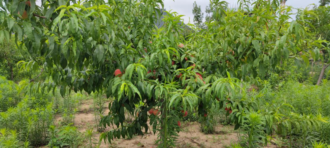 博陽(yáng)機(jī)械組織“樂(lè)享豐收，‘桃’醉一夏”采摘活動(dòng)